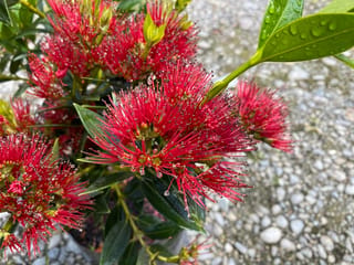 Metrosideros excelsa x umbellata 'Maungapiko' (Pōhutukawa and Southern Rātā Hybrid) with bright scarlet flower clusters and glossy green leaves beaded with water droplets.