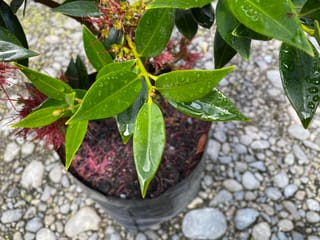 Metrosideros excelsa x umbellata 'Maungapiko' (pōhutukawa and southern rātā hybrid) in a black planter bag, with glossy, rain-covered green leaves and red flowers on gravel.