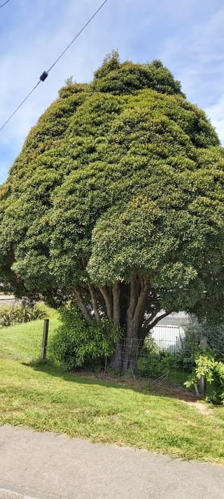 Metrosideros excelsa x umbellata 'Maungapiko' (pōhutukawa and southern rātā hybrid), a mature tree with a dense rounded green canopy and multiple trunks beside a fence and grass verge.