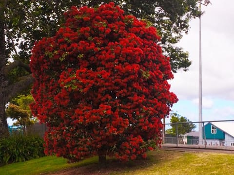 Metrosideros excelsa x umbellata 'Maungapiko'