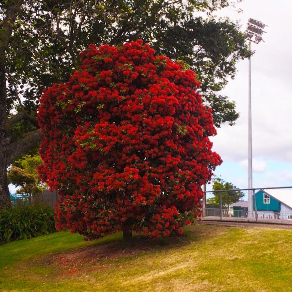 Metrosideros excelsa x umbellata 'Maungapiko' (pōhutukawa and southern rātā hybrid) in full bloom, its upright crown covered in scarlet flowers on a grassy slope.