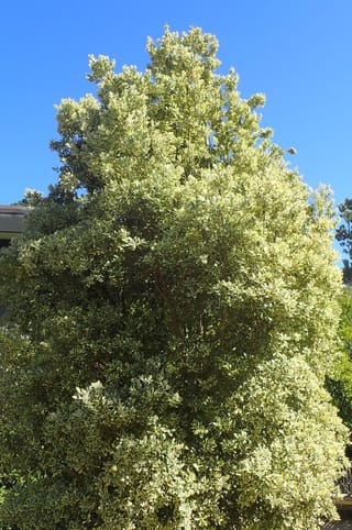 Metrosideros kermadecensis 'Variegata' (Pōhutukawa), a dense upright evergreen tree with cream-edged green leaves, growing against a clear blue sky.