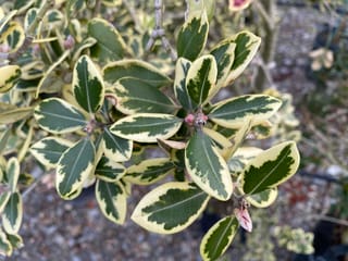 Metrosideros kermadecensis 'Variegata' (Pōhutukawa) foliage, with dark green leaves broadly edged in cream-yellow and small pink buds at the stem tips.