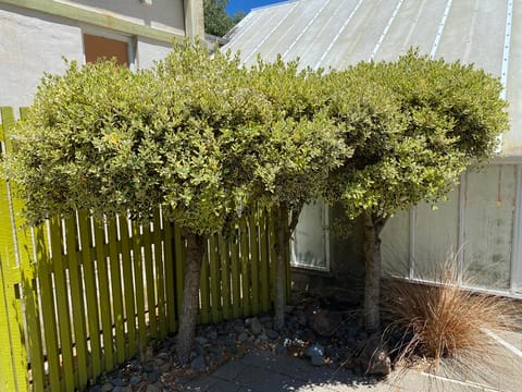 Metrosideros kermadecensis 'Variegata'