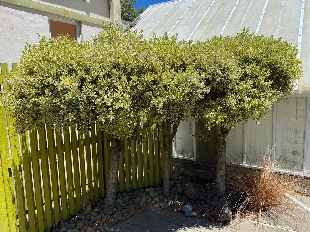 Metrosideros kermadecensis 'Variegata' (Pōhutukawa), two small trees with dense, rounded canopies of cream-edged green leaves, growing beside a green picket fence.