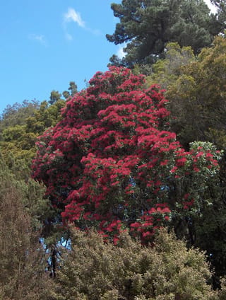 Metrosideros robusta (Northern Rātā) in full flower, its crown covered in crimson red blossoms amid green bush under a blue sky.