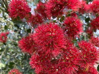 Metrosideros robusta (Northern Rātā) in flower, with dense clusters of bright red fluffy blooms and long stamens against dark green leaves.