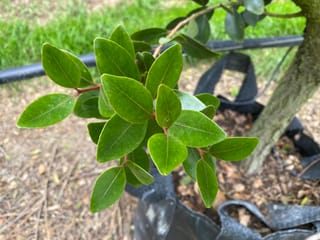 Metrosideros robusta (Northern Rātā) foliage, glossy oval green leaves on reddish stems, with the trunk of a young tree in a black planter bag.