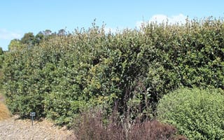 Metrosideros robusta (Northern Rātā) forming a dense, clipped hedge of dark green foliage, with a small plant label and mulched ground in front.