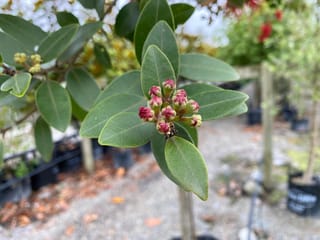 Metrosideros robusta 'Kawa Copper' (Northern Rātā) with a cluster of pink-red flower buds among broad green leaves, in a nursery with potted plants behind.