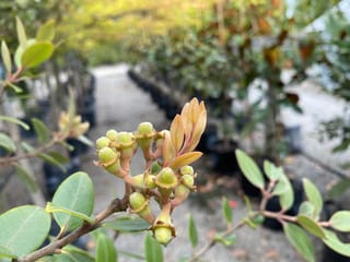 Metrosideros robusta 'Kawa Copper' (Northern Rātā) with a cluster of green seed capsules and copper-tinged new leaves, with potted plants lining a nursery path behind.