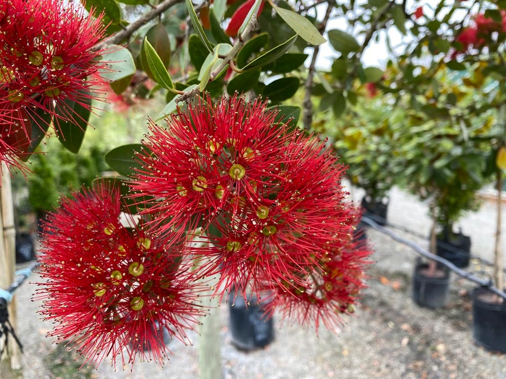 Metrosideros robusta 'Kawa Copper' (Northern Rātā) with bright red bottlebrush flower clusters and green leaves, with potted plants in a nursery behind.
