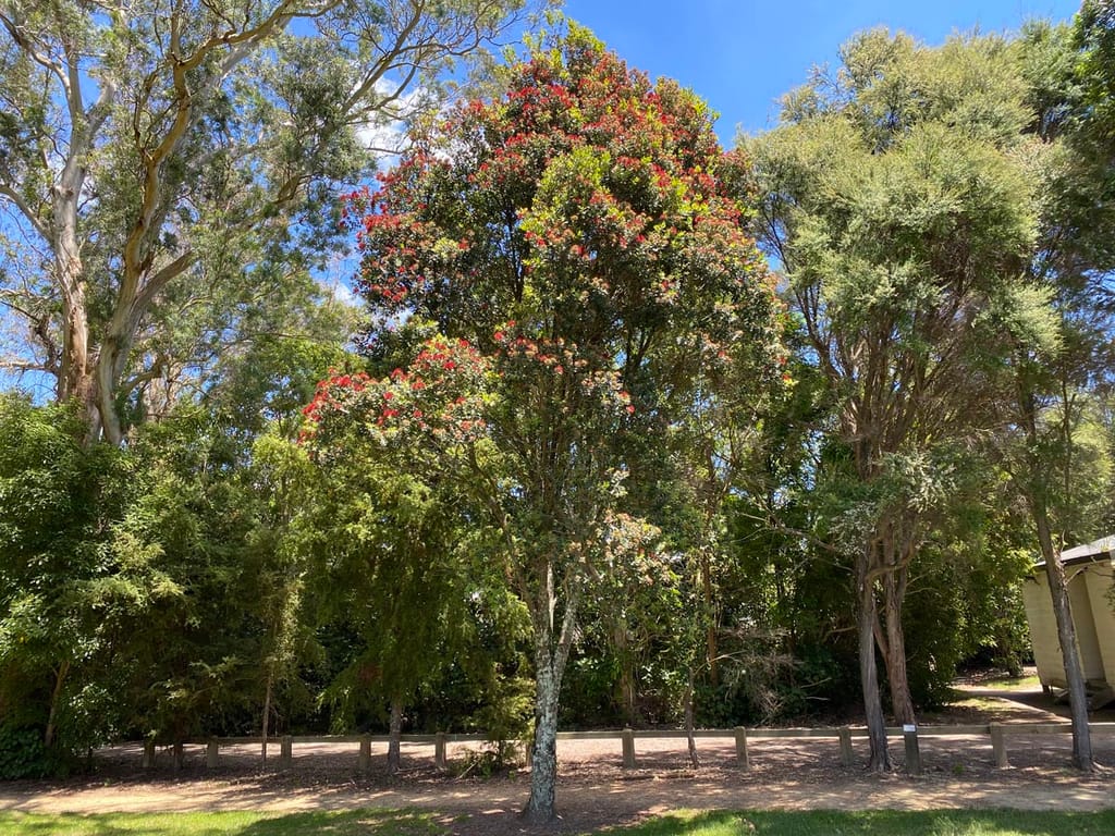 Metrosideros robusta (Northern Rātā) tree in flower, its dark green crown covered in red blooms, standing among other trees beside a gravel path.