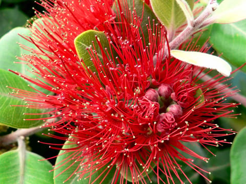 Metrosideros collina 'Tahiti'