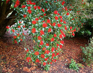 Metrosideros umbellata (Southern Rātā) branches covered in scarlet pompom flowers among glossy green leaves, hanging over a leaf-littered garden floor.