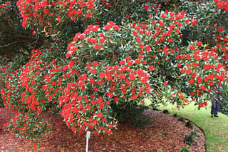 Metrosideros umbellata (Southern Rātā) in full flower, its spreading branches covered in scarlet blooms and dark green leaves over a mulched garden bed.