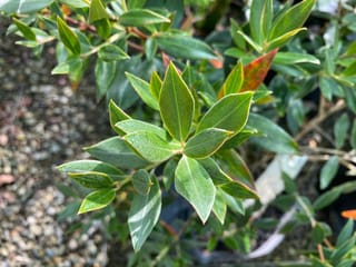 Metrosideros umbellata (Southern Rātā) foliage, showing pointed oval green leaves with fine downy surfaces and a few orange-red leaves, on potted nursery plants.