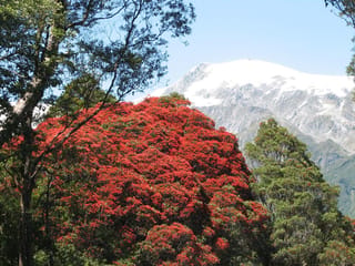 Metrosideros umbellata (Southern Rātā) in full bloom, its crown covered in scarlet flowers, with a snow-capped mountain behind.