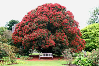 Metrosideros umbellata (Southern Rātā), a large domed tree covered in scarlet flowers, shading a wooden bench in a lawned garden.