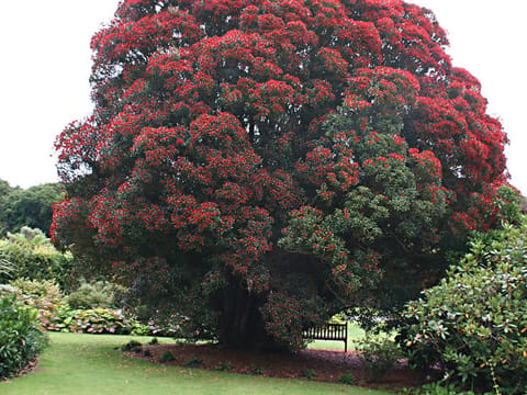 Metrosideros umbellata