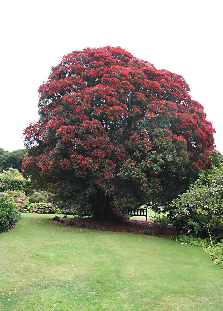 Metrosideros umbellata (Southern Rātā), a large rounded tree covered in scarlet flowers, standing on a garden lawn with a bench beneath its canopy.