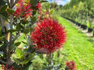 Metrosideros x sub-tomentosa 'Mistral' (pōhutukawa and northern rātā hybrid) with a red, bristly flower cluster among rounded green leaves, and potted trees in rows on grass behind.