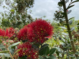 Metrosideros x sub-tomentosa 'Mistral' (Pōhutukawa and Northern Rātā Hybrid) with fluffy deep red flower clusters among dark green leaves, outdoors under a cloudy sky.