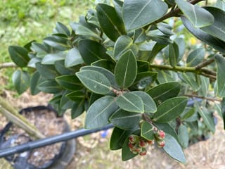 Metrosideros x sub-tomentosa 'Mistral' (pōhutukawa and northern rātā hybrid) branch with glossy dark green oval leaves and small red flower buds, in a nursery.