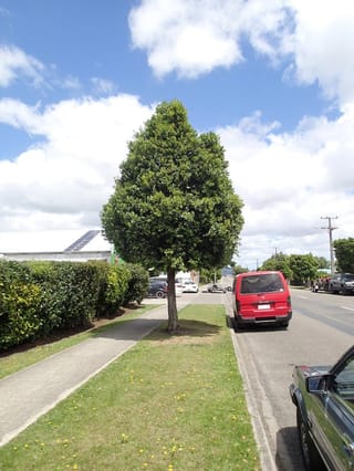 Metrosideros x sub-tomentosa 'Mistral' (Pōhutukawa and Northern Rātā Hybrid), a dense, upright dark green tree growing on a grass street verge beside a footpath.
