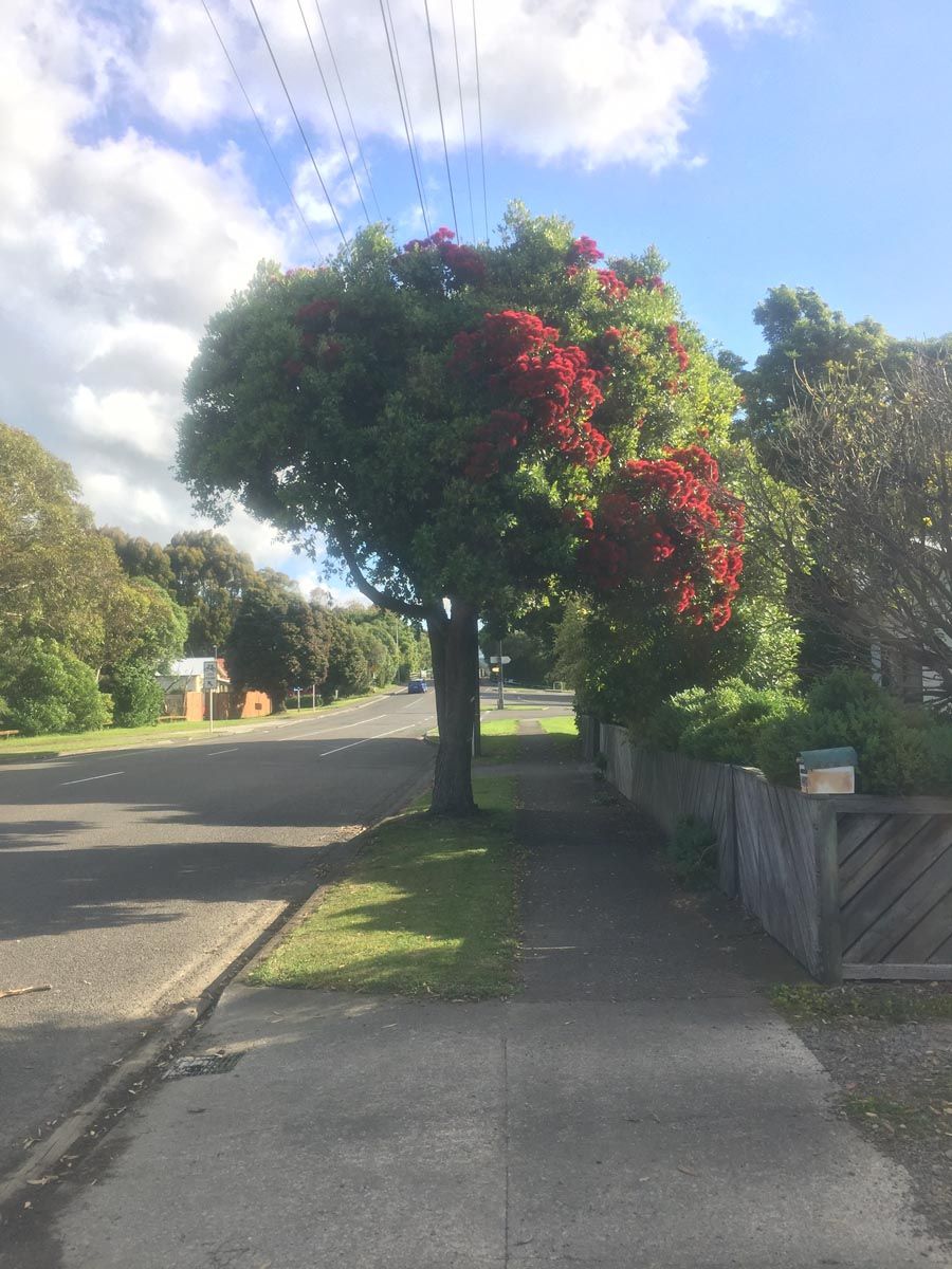 Metrosideros x sub-tomentosa 'Mistral' (Pōhutukawa and Northern Rātā Hybrid) street tree with dense green canopy and clusters of red flowers beside a footpath and road.