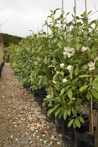 Michelia 'Fairy Cream' (Fairy Magnolia) in a row of staked, bagged plants with glossy green leaves and cream flowers, petals scattered on gravel.