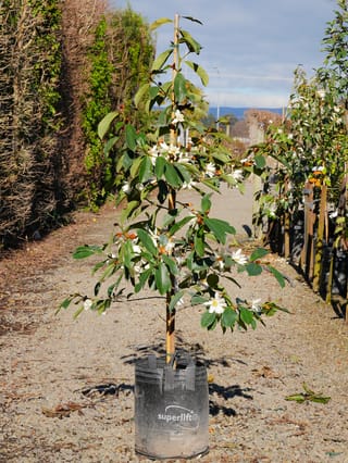 Michelia 'Fairy White' (Fairy Magnolia) in a black planter bag, staked upright, with glossy green leaves and white flowers, on a gravel nursery path.