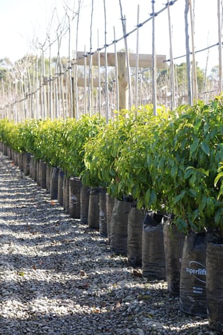 Michelia figo (Port Wine Magnolia) shrubs with glossy green foliage growing in a long row of black 45-litre planter bags on a gravel nursery bed.