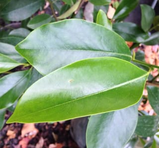 Glossy, smooth-edged green leaves of Michelia 'Melody' (Michelia), with a pale central vein, growing above bark mulch and fallen leaves.
