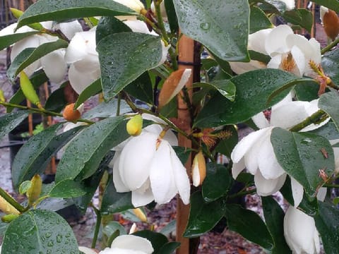 Michelia 'Melody'