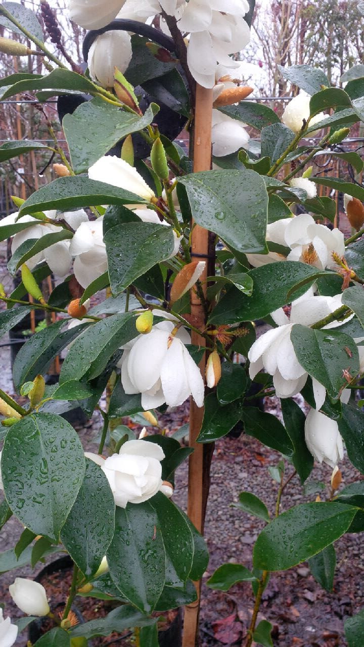 Michelia 'Melody' in flower, with creamy white blooms and glossy, rain-spotted green leaves on a staked plant at a nursery.