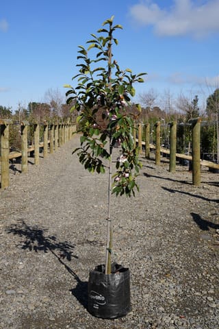 Michelia 'Paton Pink' (Michelia), a young upright tree staked in a black planter bag, with glossy dark-green leaves and pale pink flowers on a nursery gravel path.