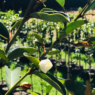 Michelia yunnanensis 'Princess Isabella' (Michelia) branch with a creamy-white flower opening among green leaves and brown-furred buds, with potted plants behind.