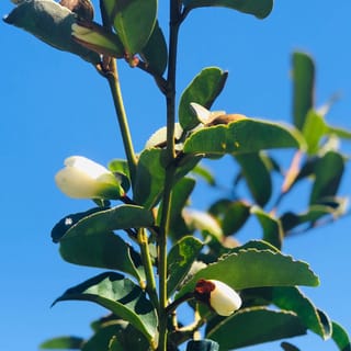 Michelia yunnanensis 'Princess Isabella' (Michelia) stem with glossy green leaves and cream-white flower buds, some with brown bud casings, against a clear blue sky.