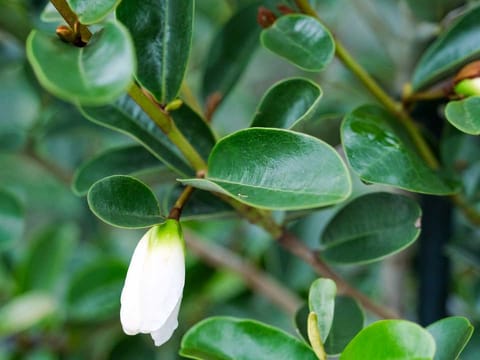 Michelia yunnanensis 'Princess Isabella'