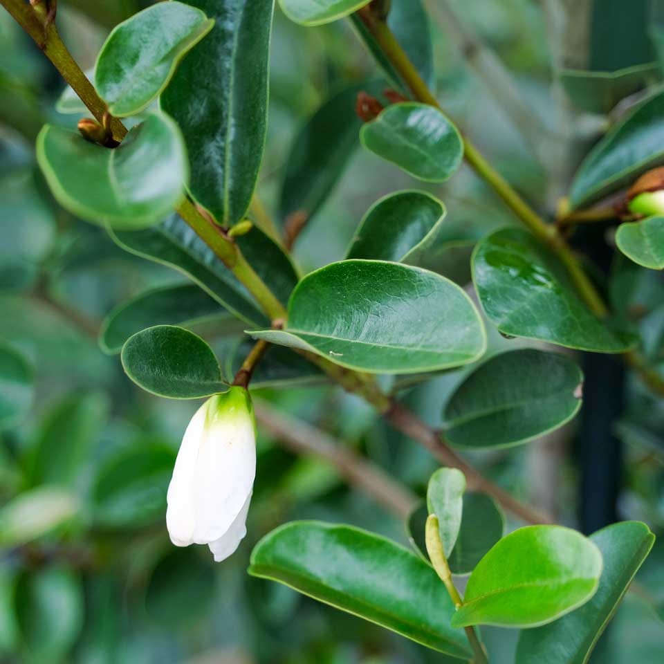 Michelia yunnanensis 'Princess Isabella' with a creamy-white flower bud, green at its base, hanging beneath glossy oval green leaves on slender stems.