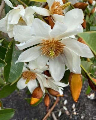 Michelia 'Star Bright' flowers, white and open with golden-brown stamens and raindrops, beside velvety brown buds and dark green leaves.