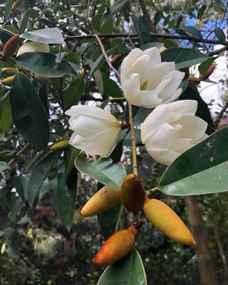 Michelia 'Star Bright' (Michelia) branch with creamy-white flowers opening among glossy dark-green leaves, with golden-brown velvety buds below.