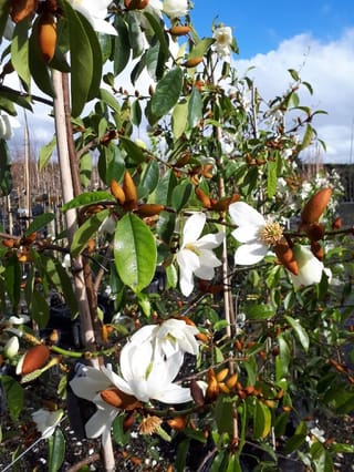 Michelia 'Star Bright' with white star-shaped flowers and velvet-brown buds among dark green leaves, staked in a nursery under a blue sky.