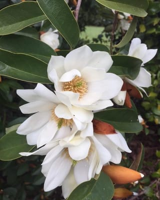 Michelia 'Star Bright' with creamy-white open flowers showing pale yellow centres, among glossy dark-green leaves and tan-brown buds.