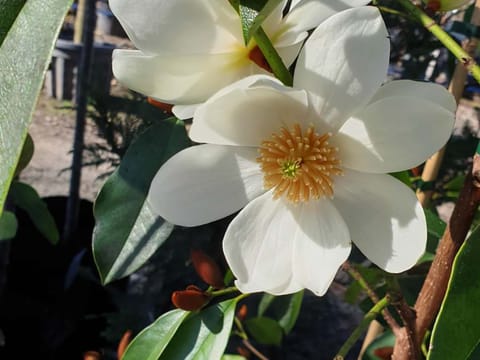 Michelia 'Star Bright'