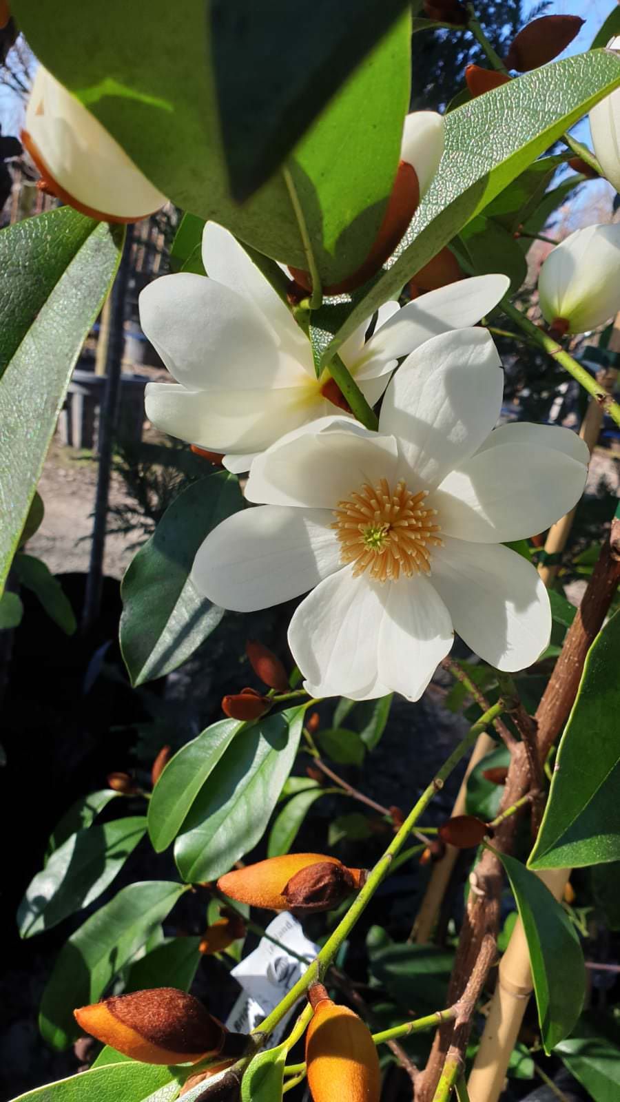 Michelia 'Star Bright' flowers with creamy-white petals and a golden centre, surrounded by glossy dark-green leaves and brown velvety buds on a nursery plant.