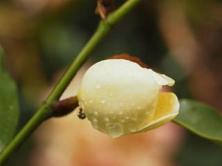 Michelia yunnanensis 'Honey Velvet' michelia flower bud, cream with a yellow tinge and covered in raindrops, on a green stem beside glossy leaves.