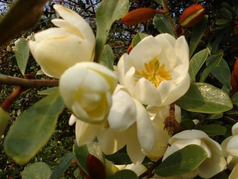 Michelia yunnanensis 'Honey Velvet'
