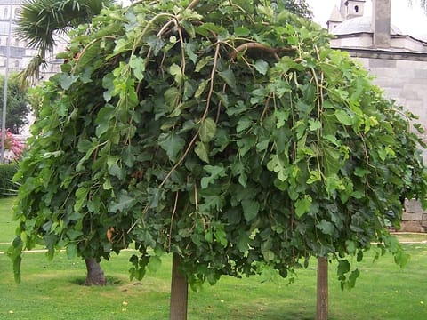 Morus alba 'Pendula'